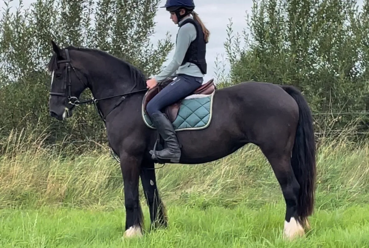 Genuine cob mare - Image 1