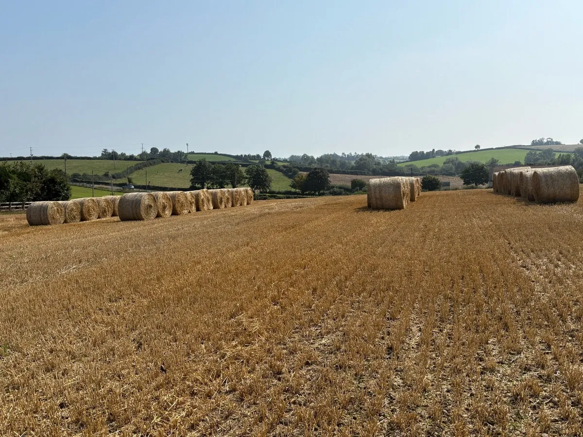 Wheat straw, can be delivered - Image 4
