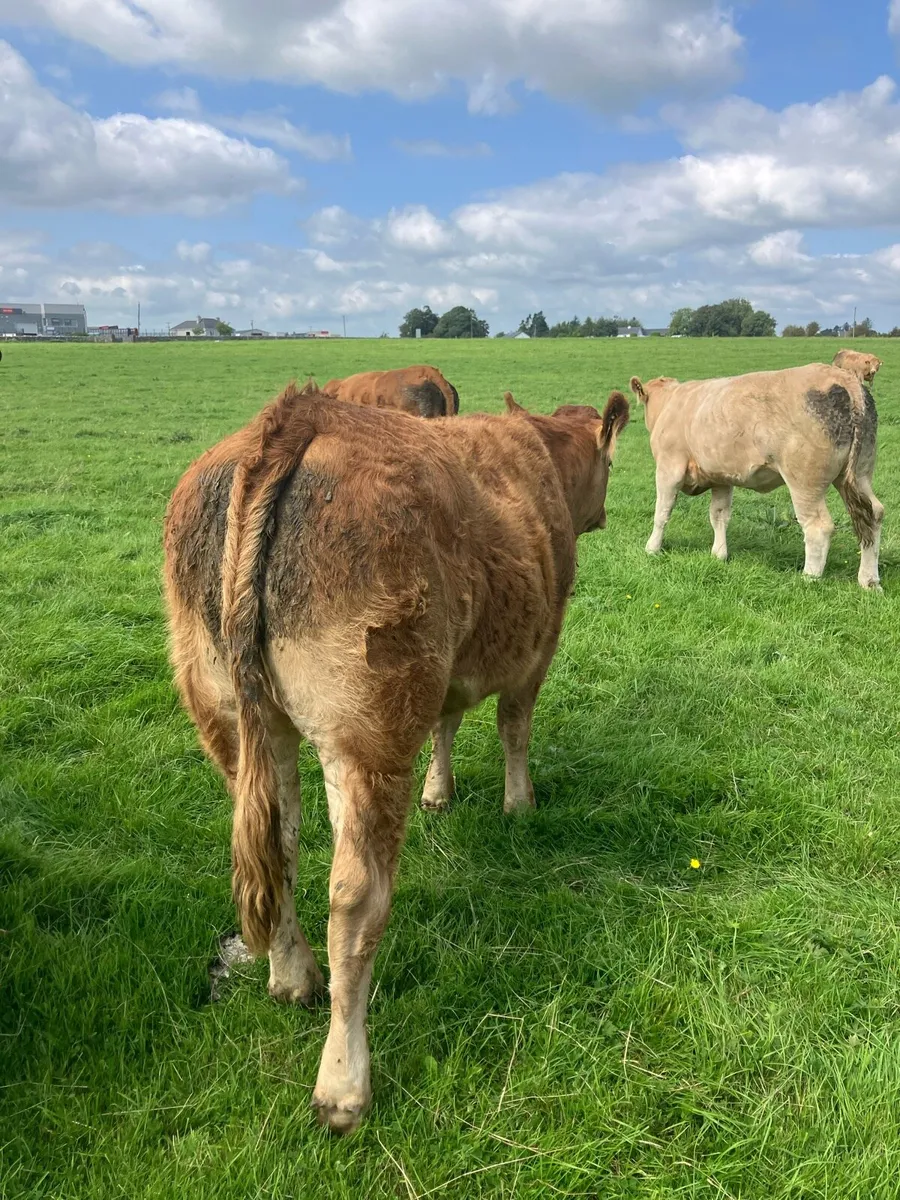 Breeding heifers for sale - Image 1