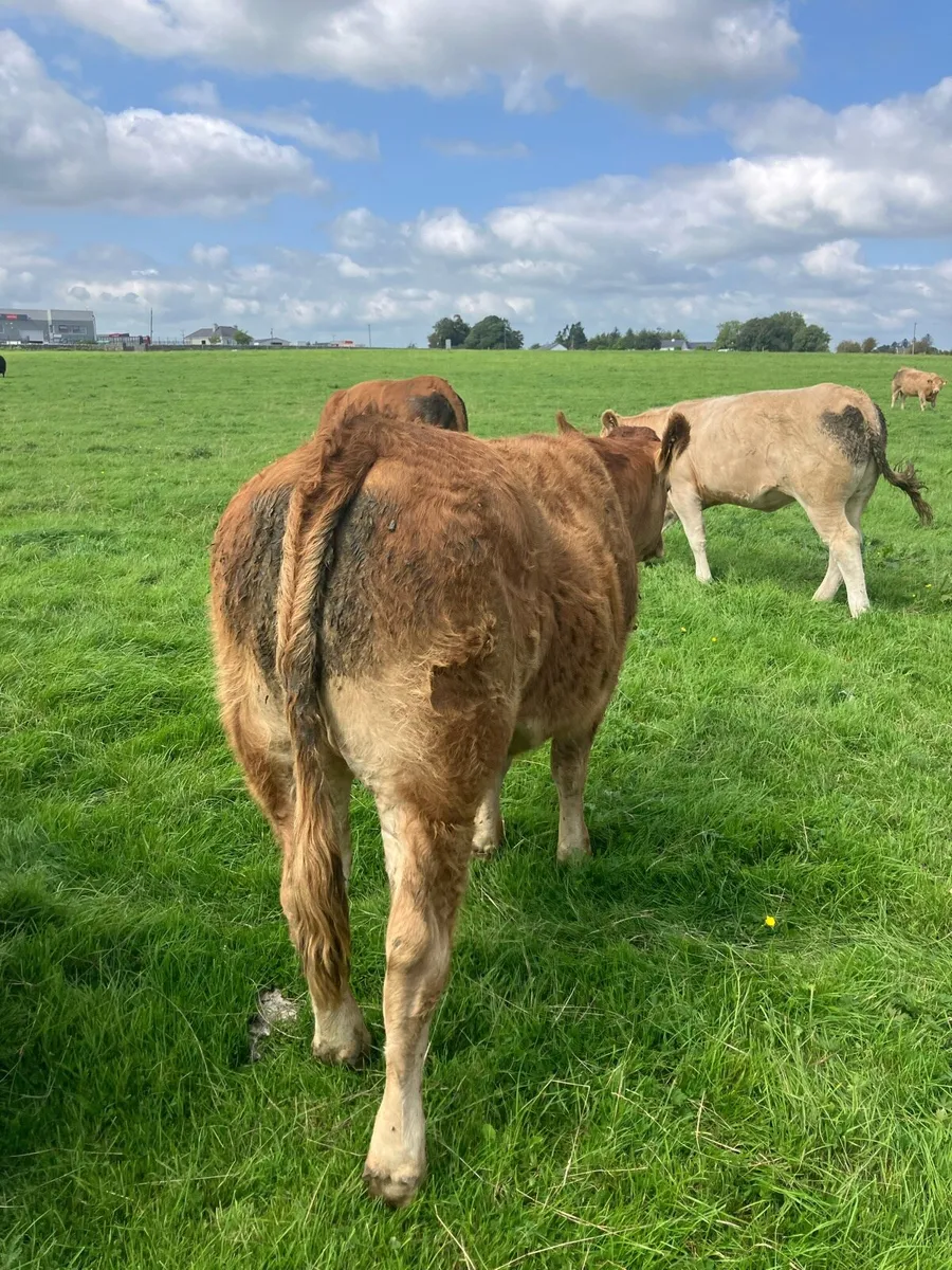 Breeding heifers for sale - Image 2