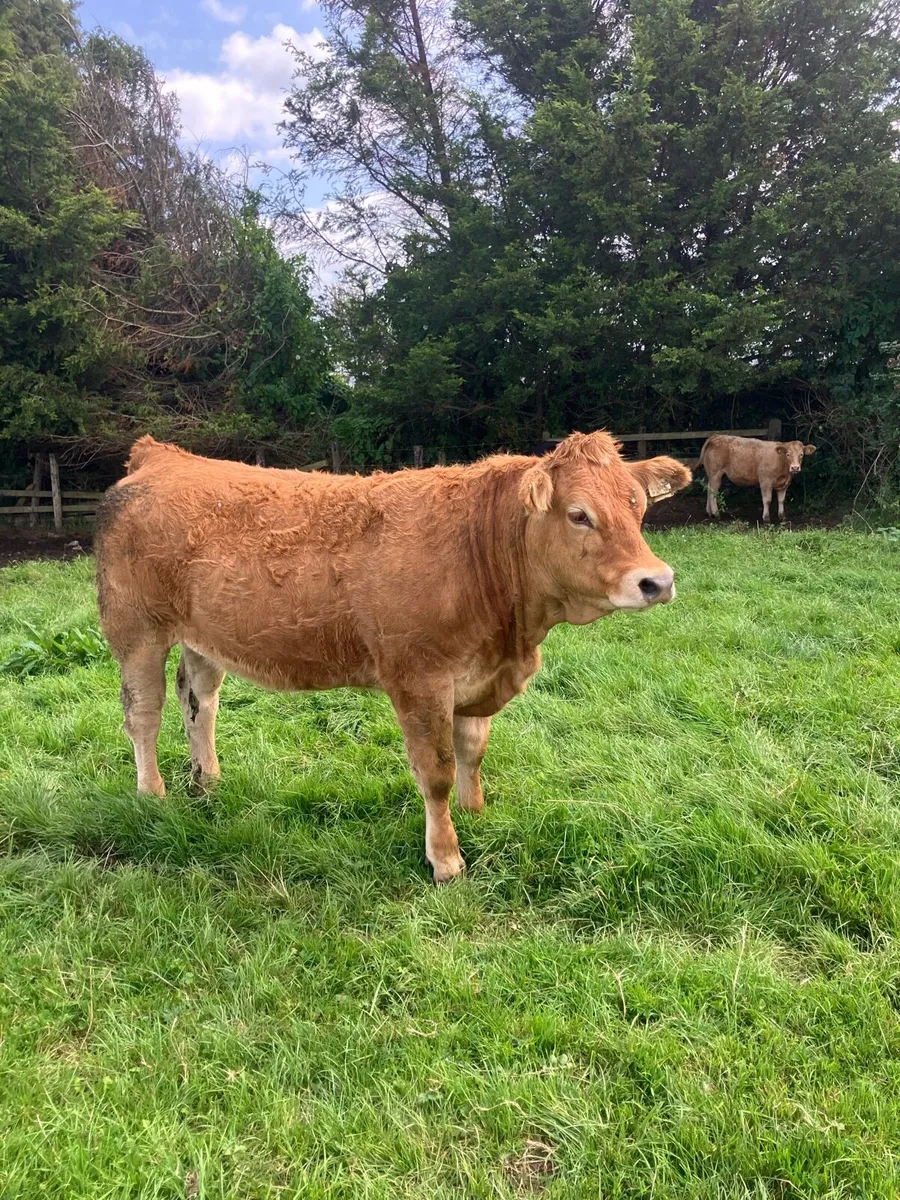Breeding heifers for sale - Image 3