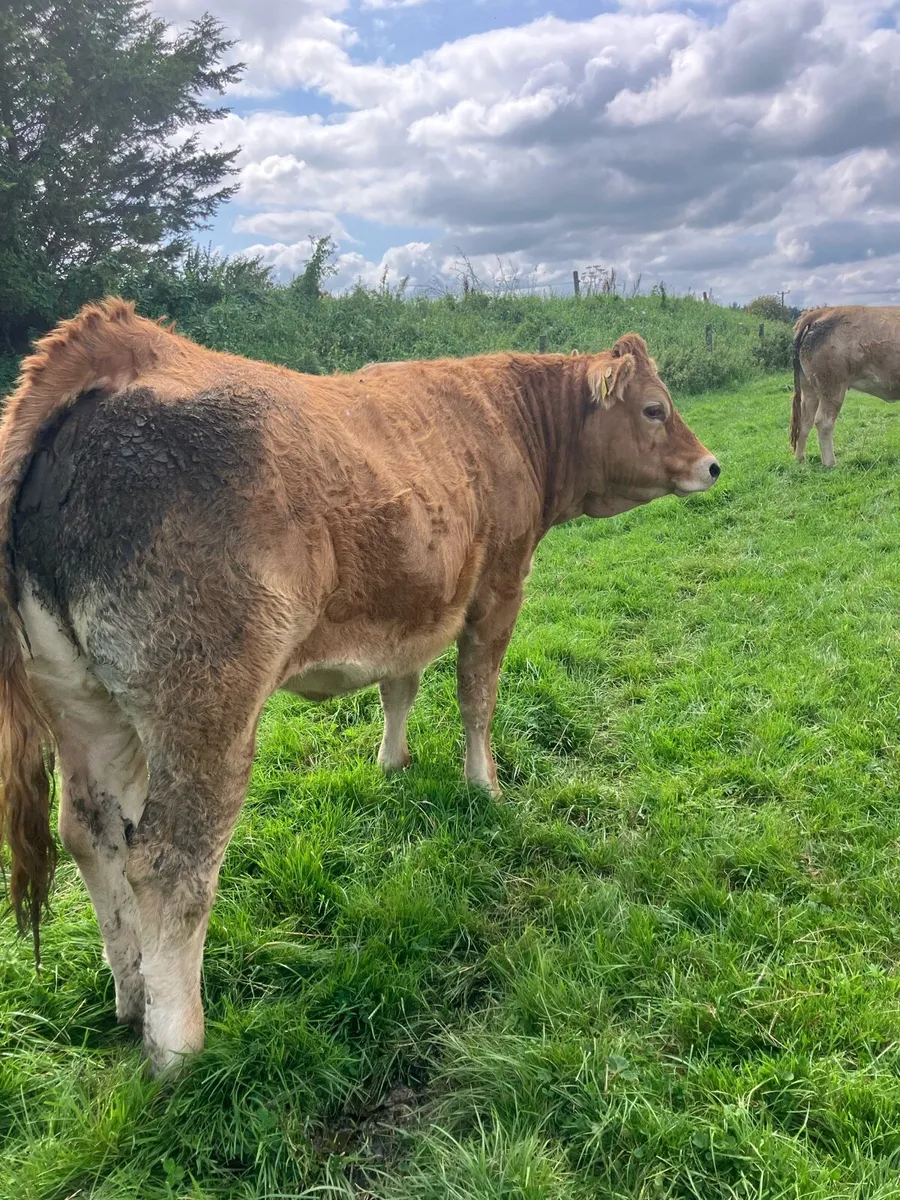 Breeding heifers for sale - Image 4