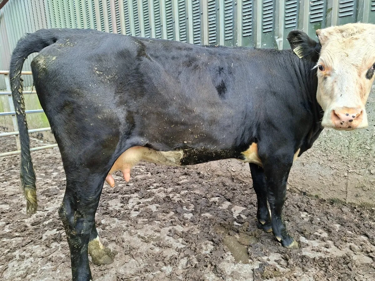 Fosters Cow  first calfer - Image 2