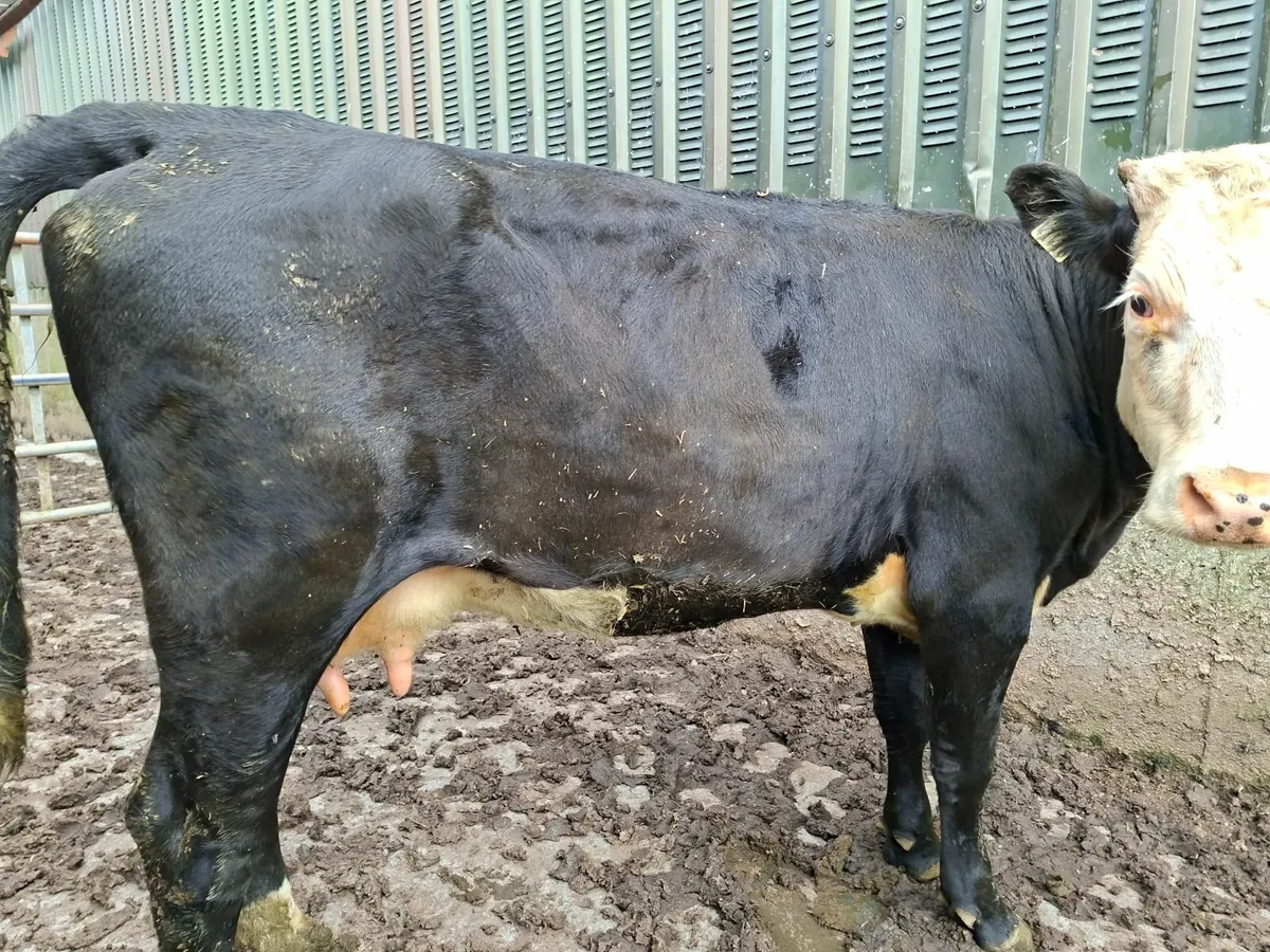 Fosters Cow  first calfer - Image 3