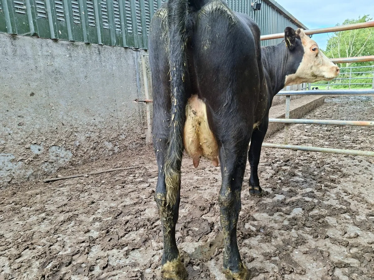 Fosters Cow  first calfer - Image 4