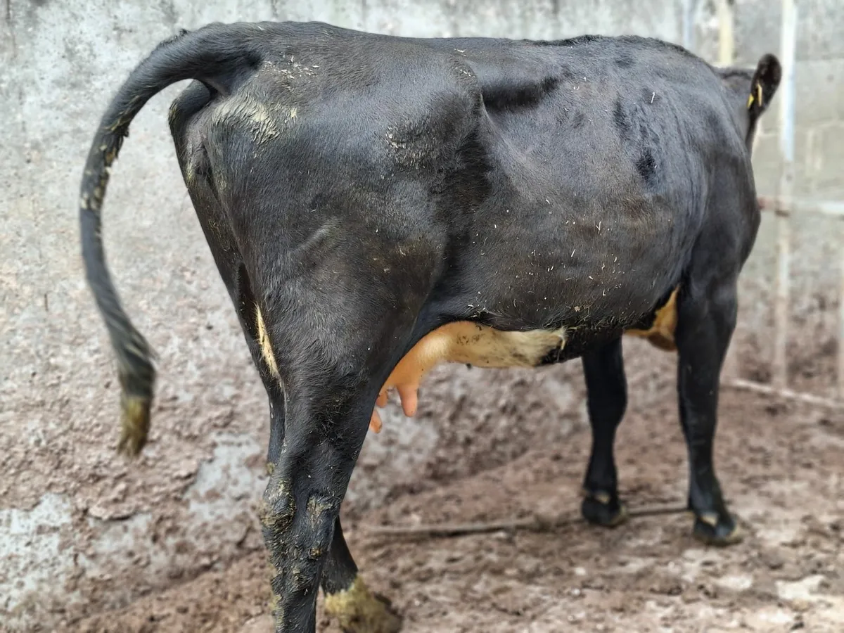 Fosters Cow  first calfer - Image 1