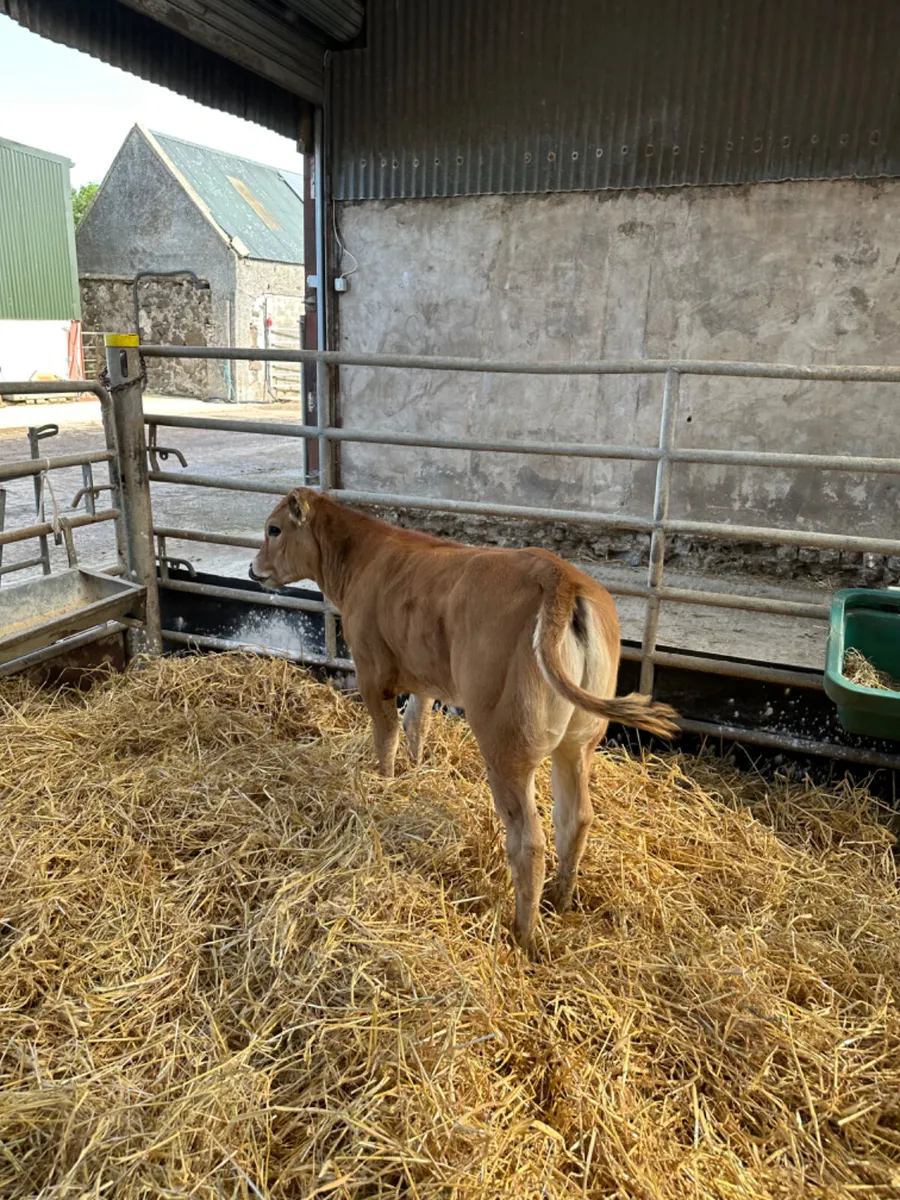 Parthenaise show heifer - Image 4