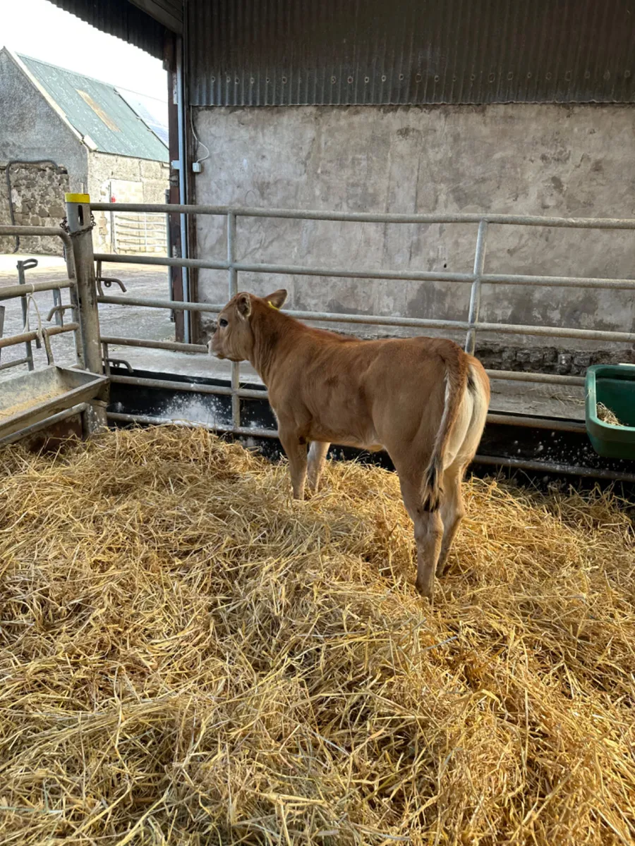 Parthenaise show heifer - Image 3
