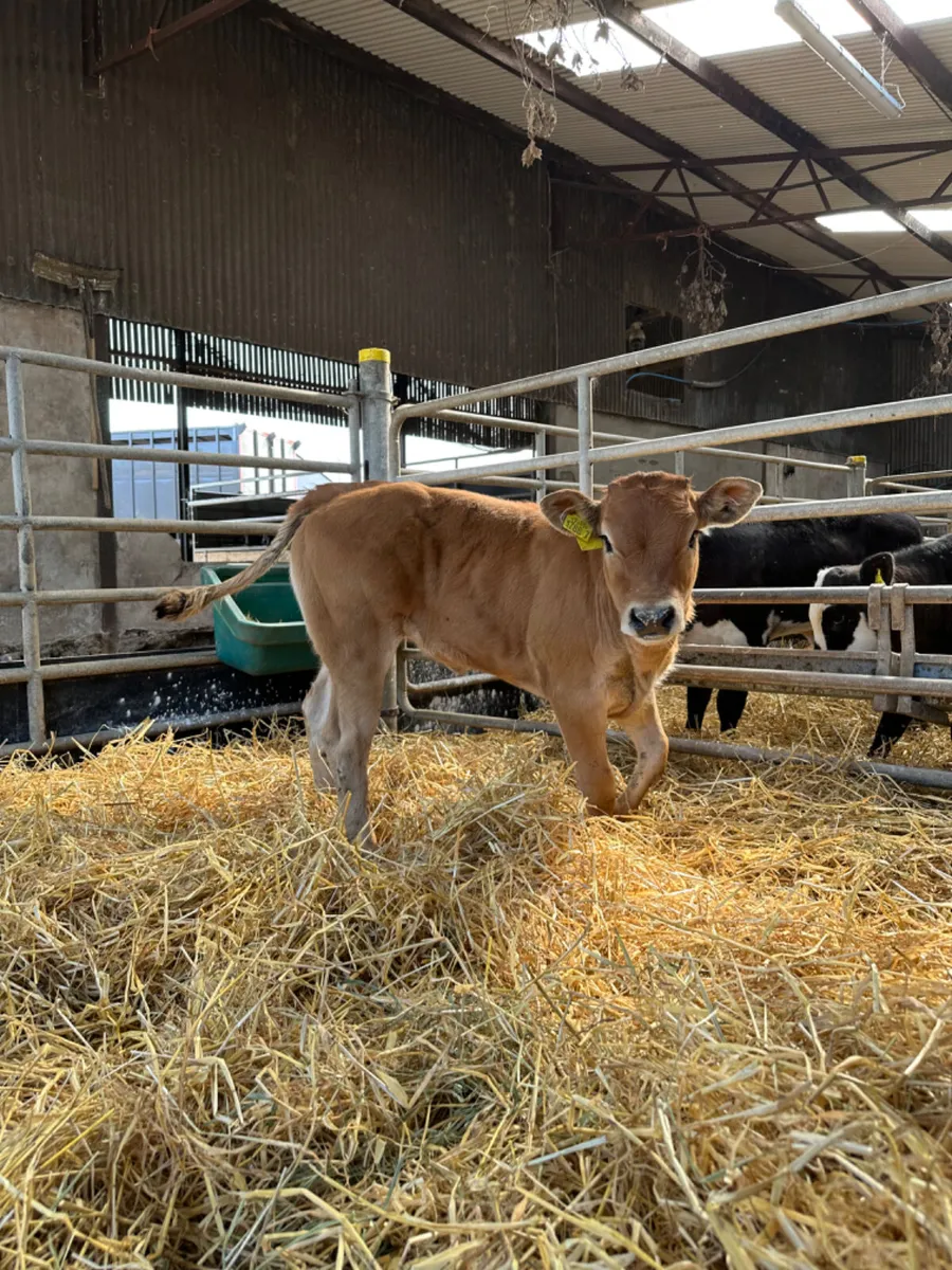 Parthenaise show heifer - Image 1
