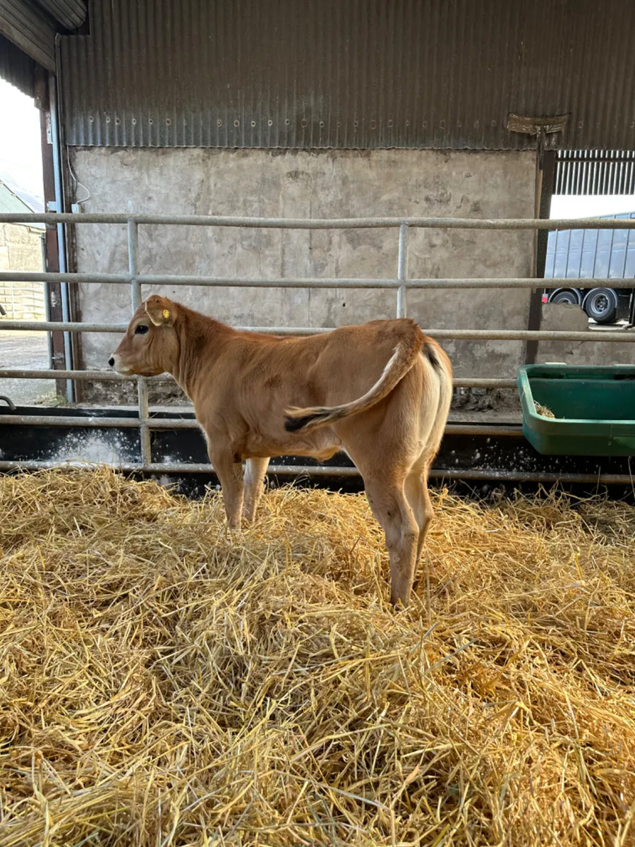 Parthenaise show heifer - Image 2