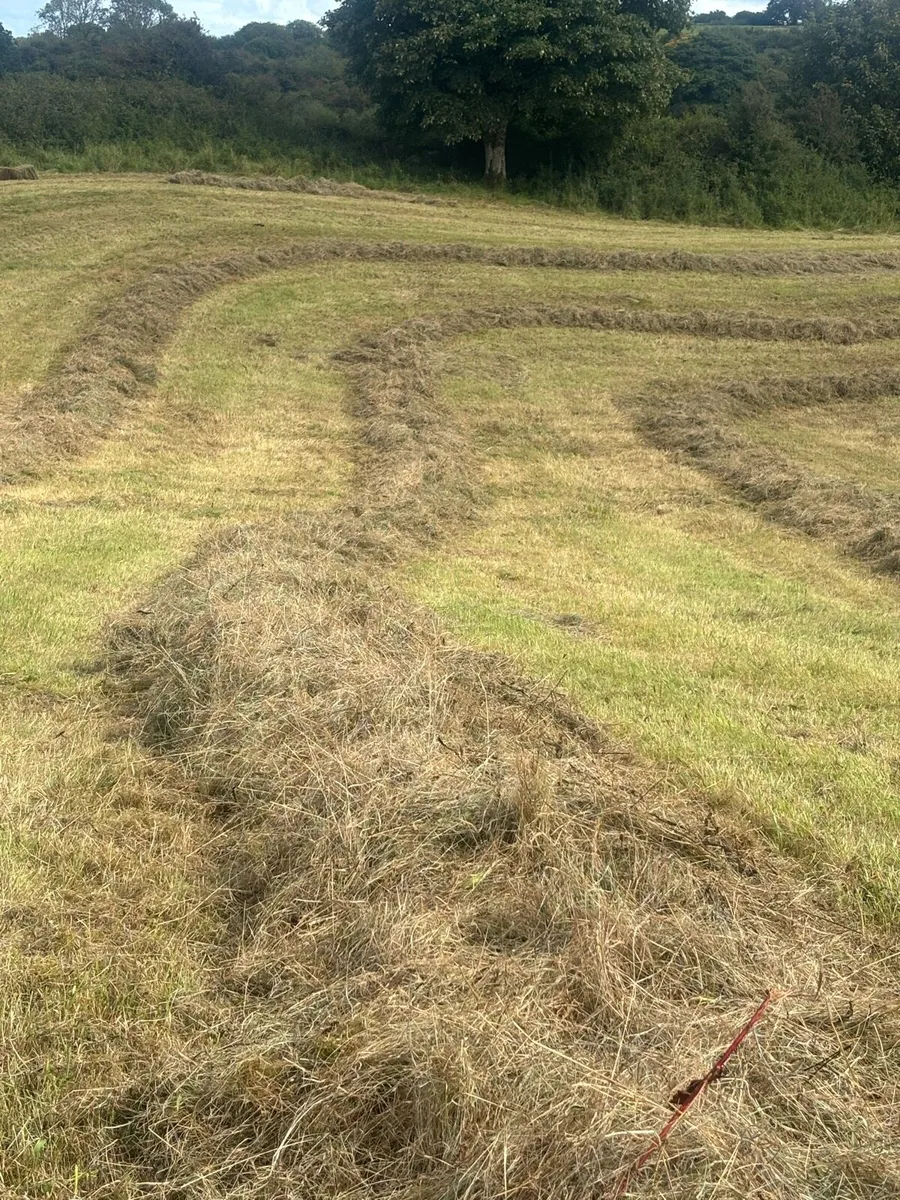 Square bales of hay - Image 1