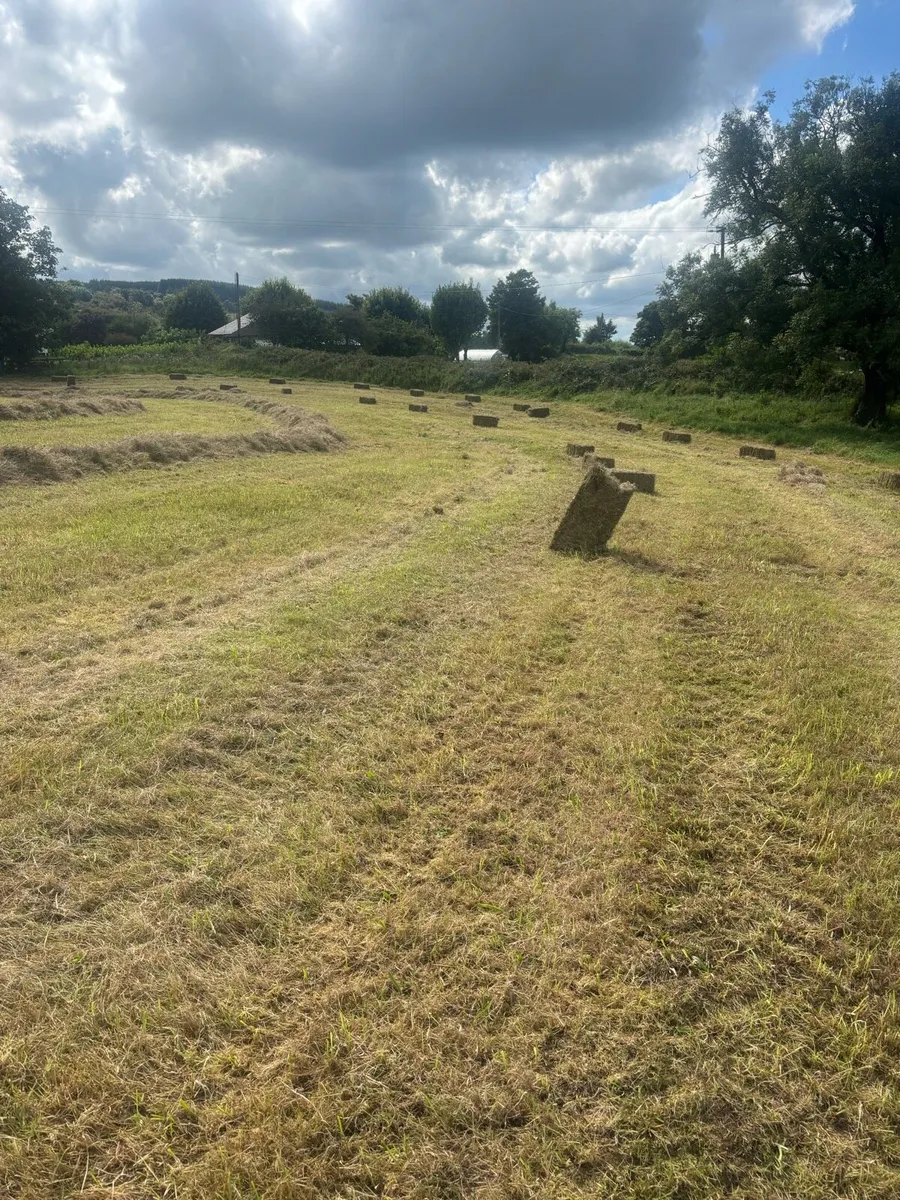 Square bales of hay - Image 2