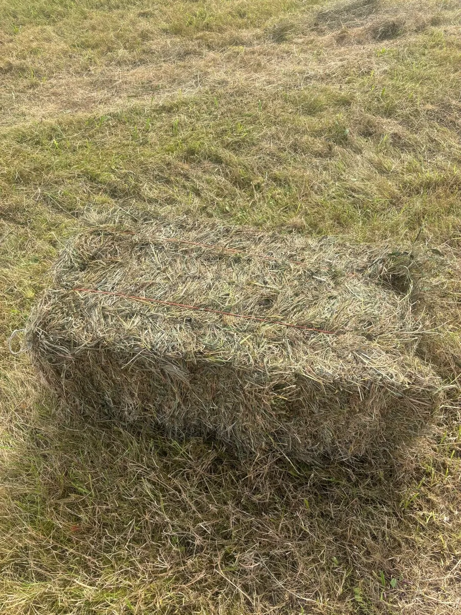 Square bales of hay - Image 4