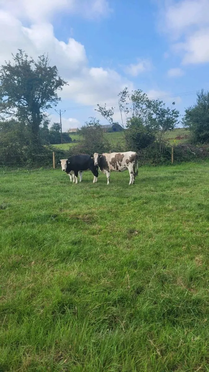 5 star shorthorn incalf heifer - Image 1