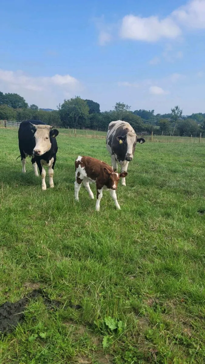 5 star shorthorn incalf heifer - Image 2