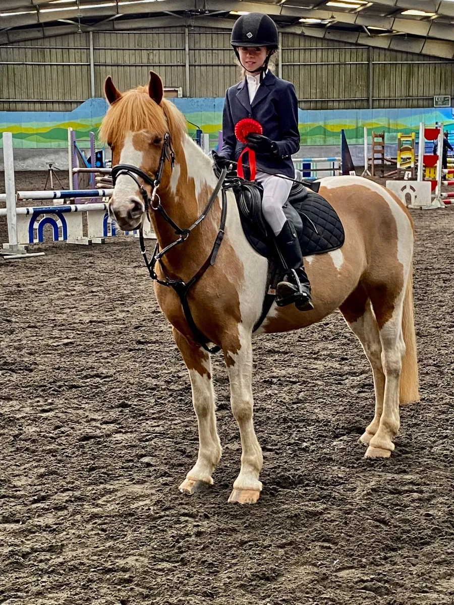 Fabulous Showjumping pony - Image 1