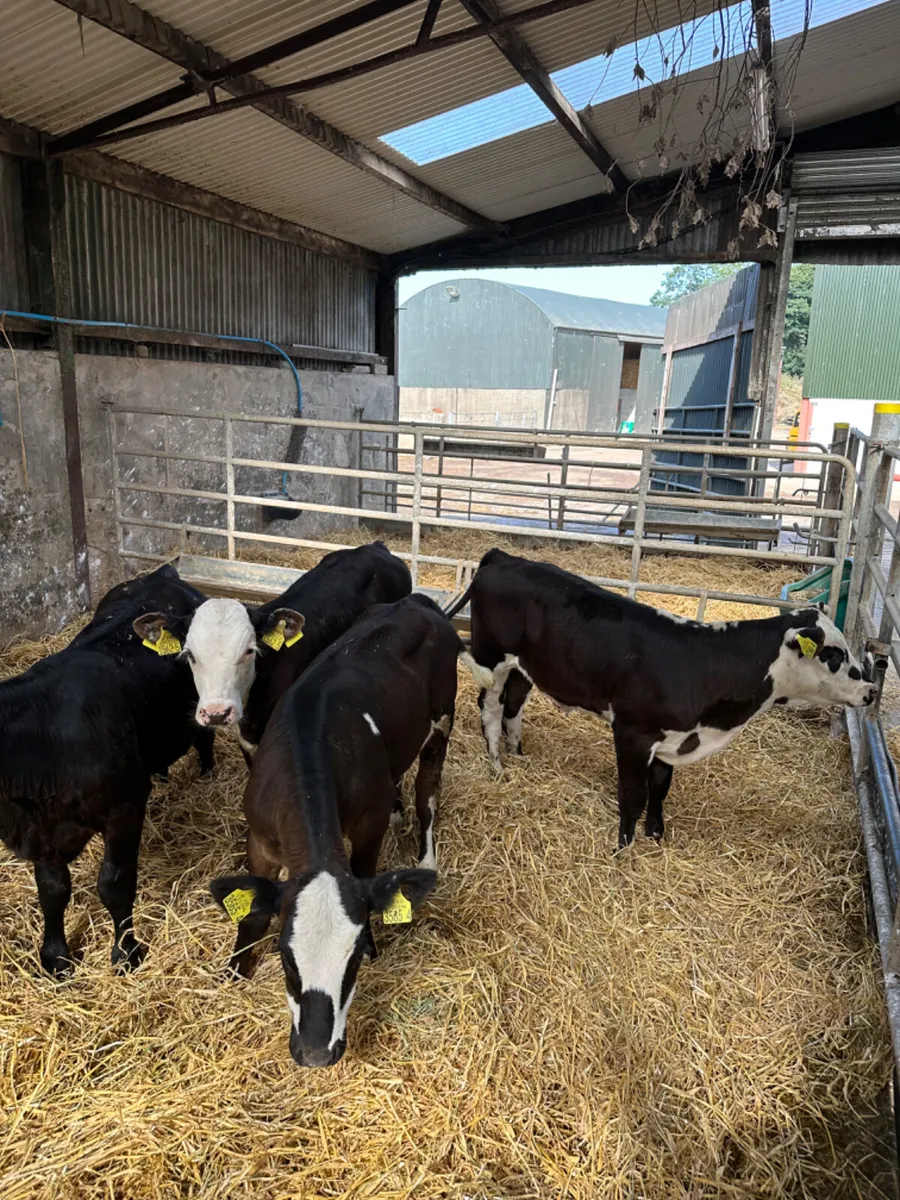Heifers - Image 1
