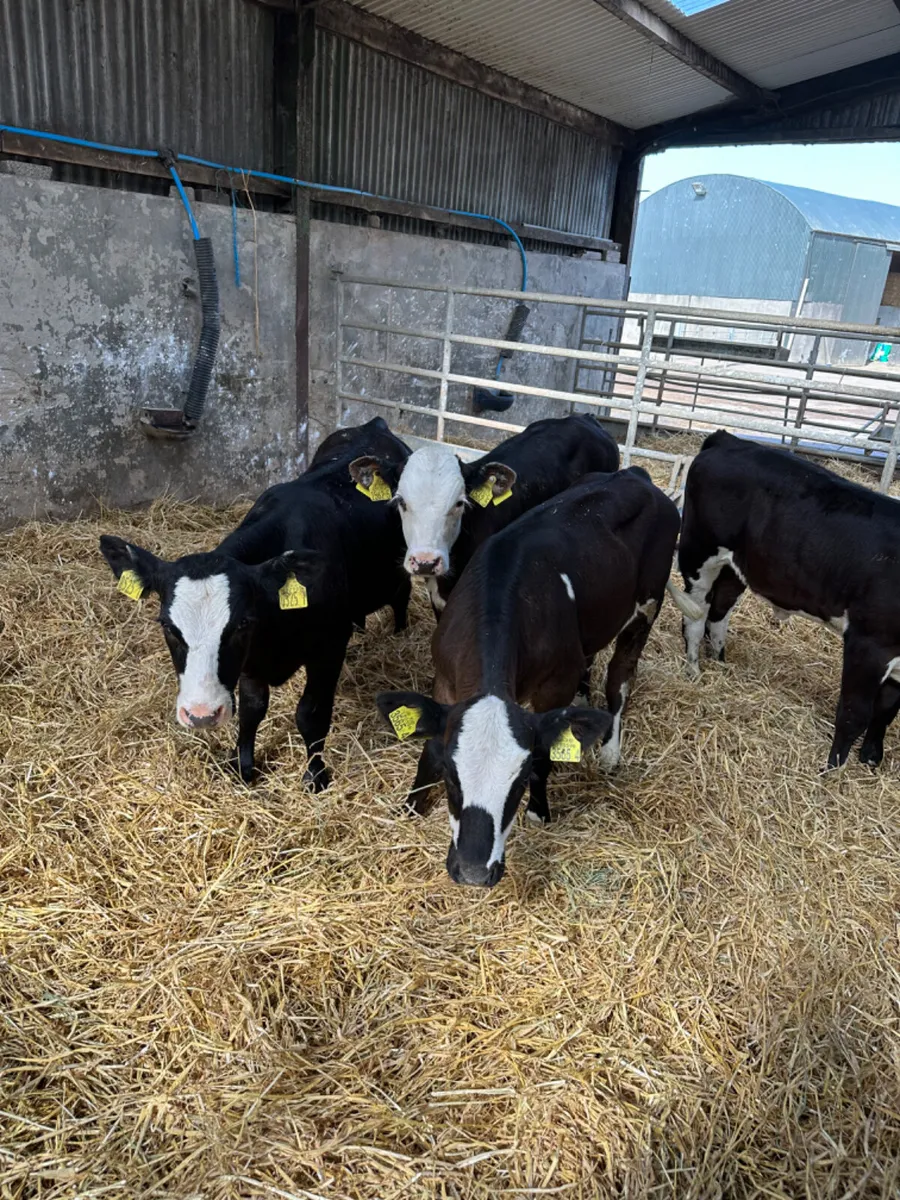Heifers - Image 2