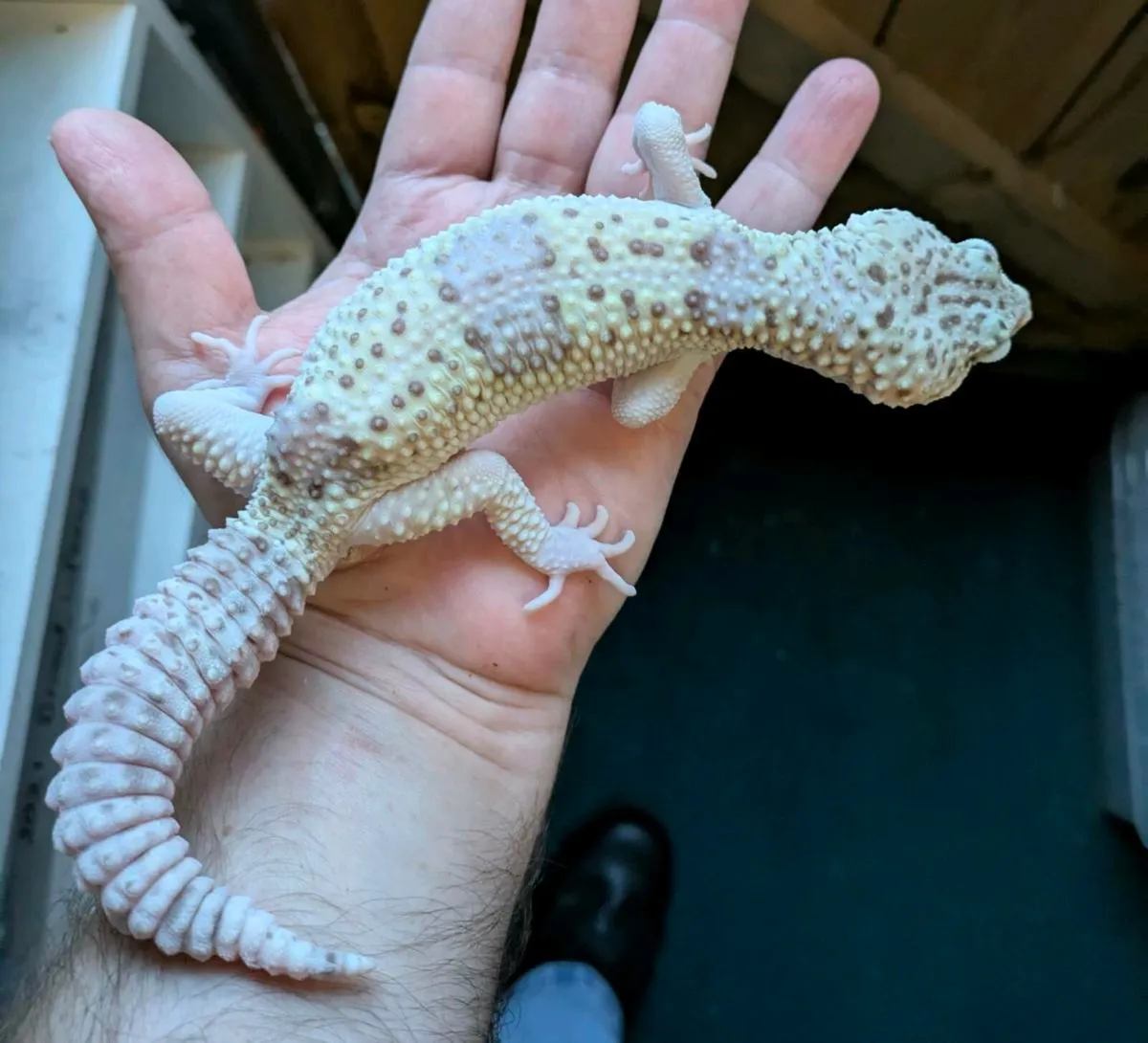 Leopard gecko - Image 4