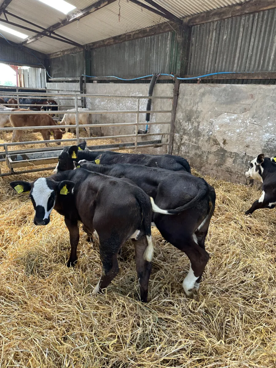 Heifers - Image 4