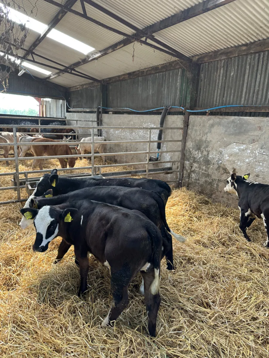 Heifers - Image 3