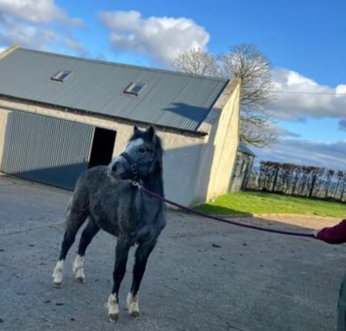 Wanted connemara foals