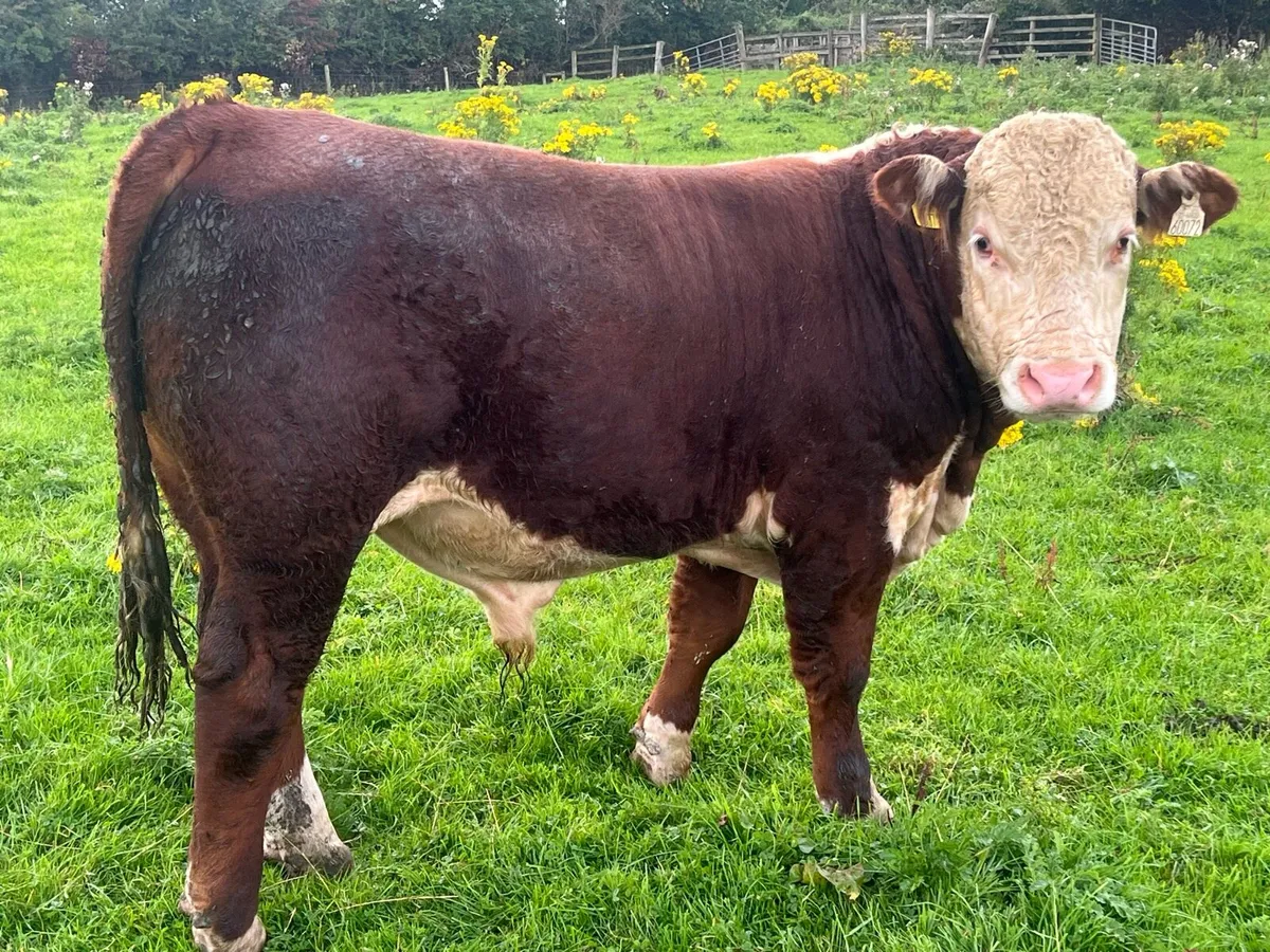 PEDIGREE HEREFORD BULLS - Image 1