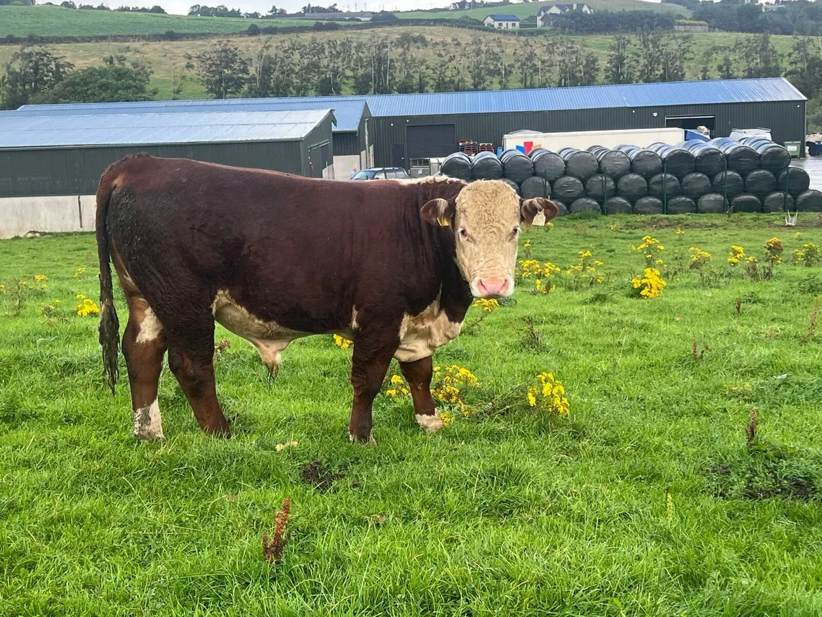PEDIGREE HEREFORD BULLS - Image 2