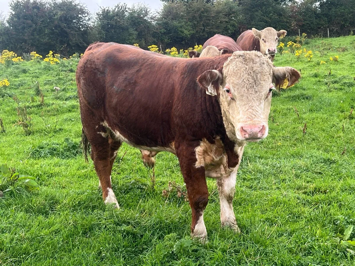 PEDIGREE HEREFORD BULLS - Image 4