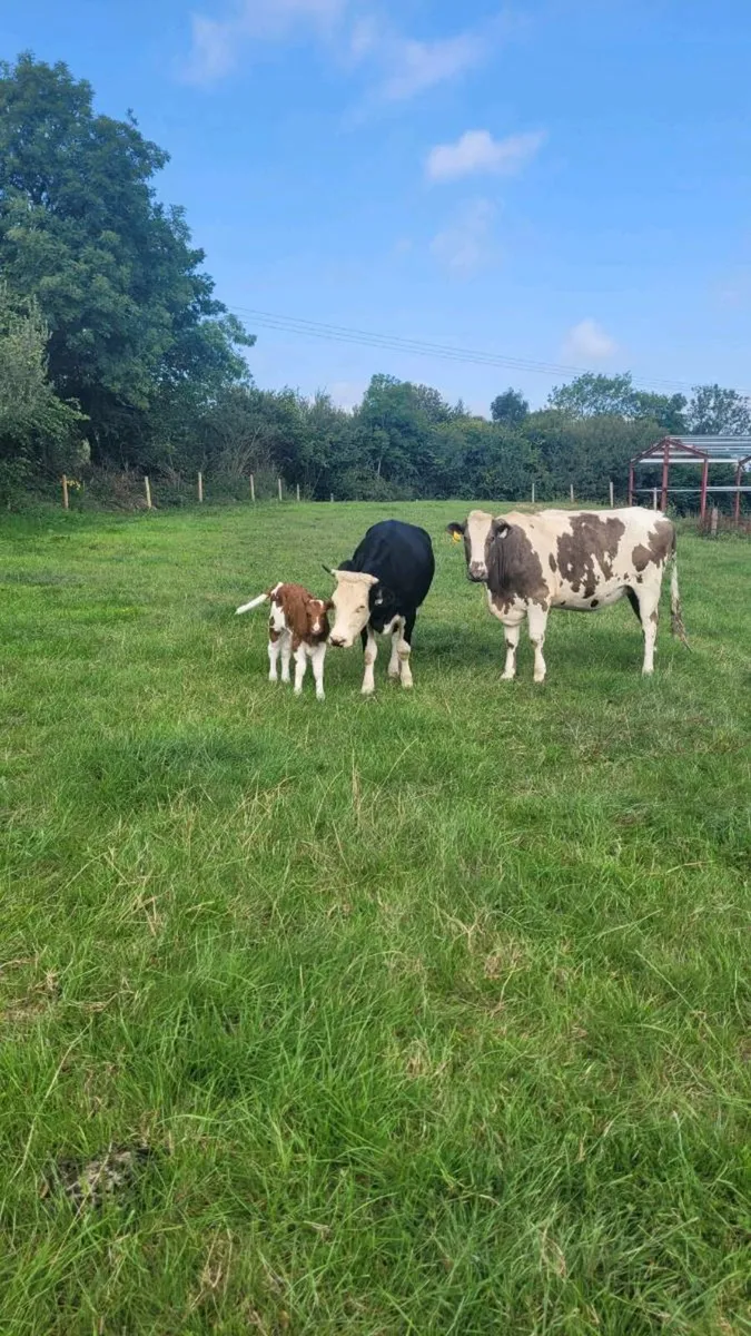5 star shorthorn incalf heifer - Image 3