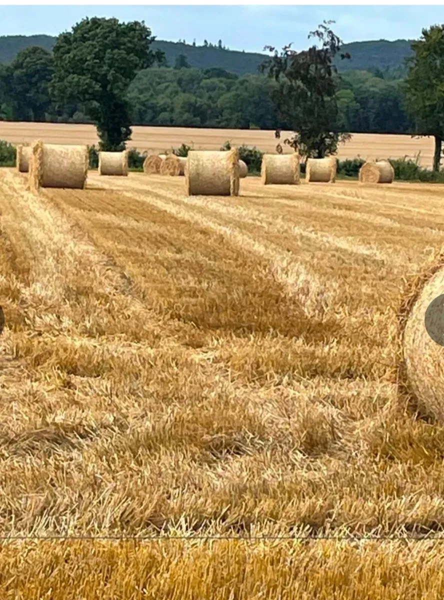 Straw