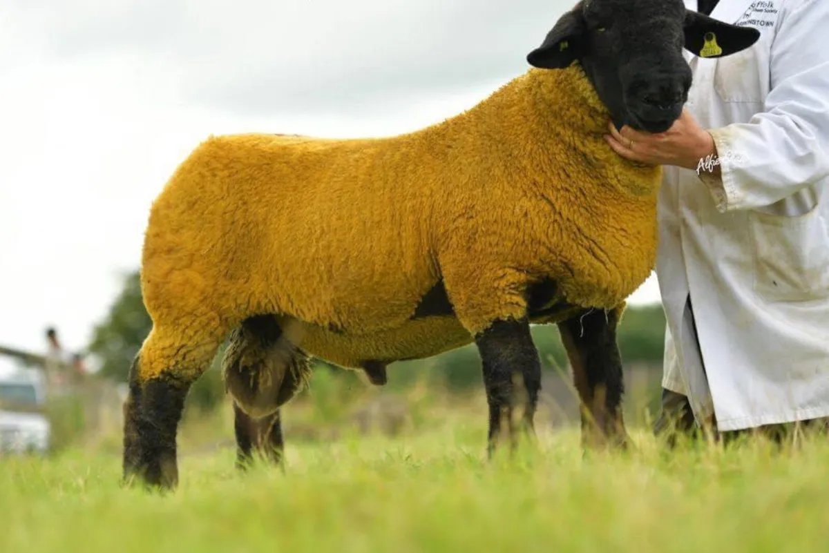 SIS Approved Suffolk Rams - Image 1