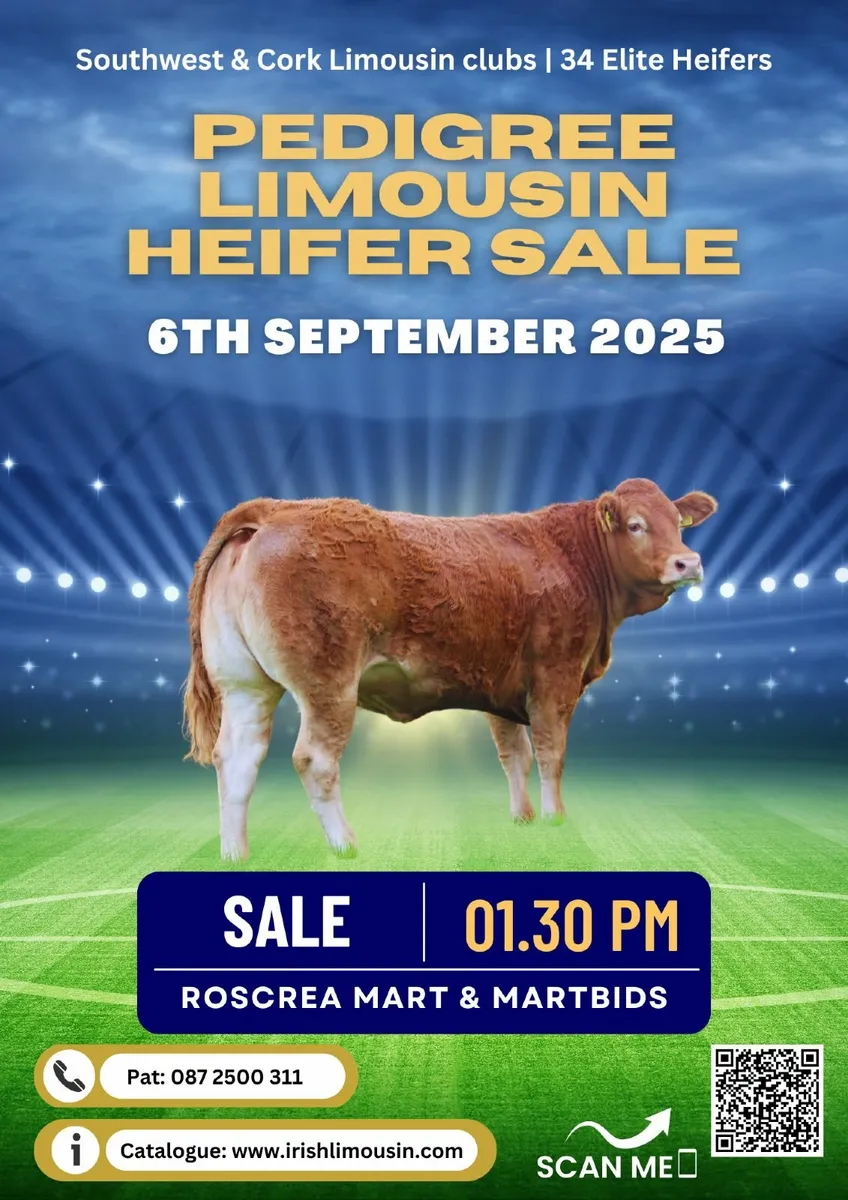 Pedigree LM breeding heifer sale Sat 6 Sept Roscre - Image 1