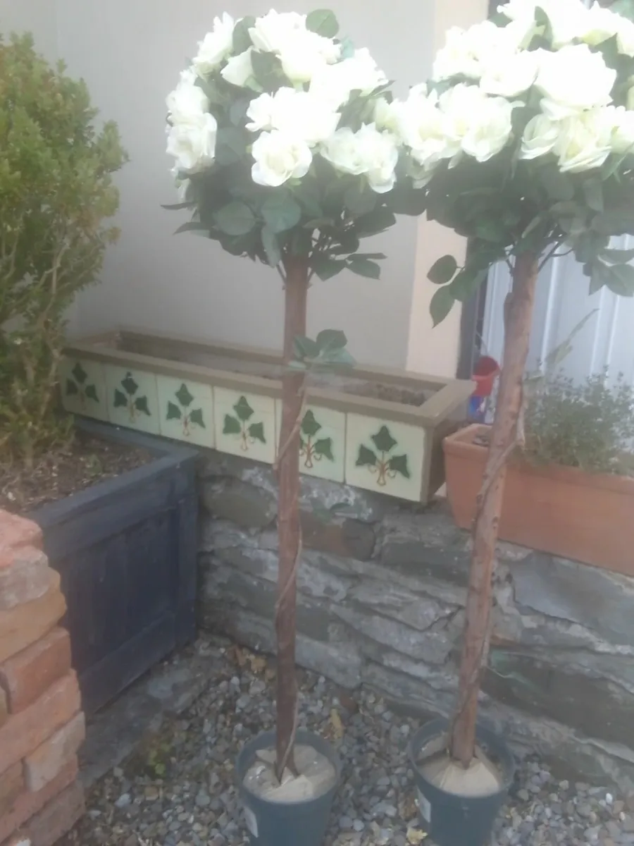 CREAM TOPIARY  ROSE TREES x2 EX DISPLAY REDUCED - Image 2