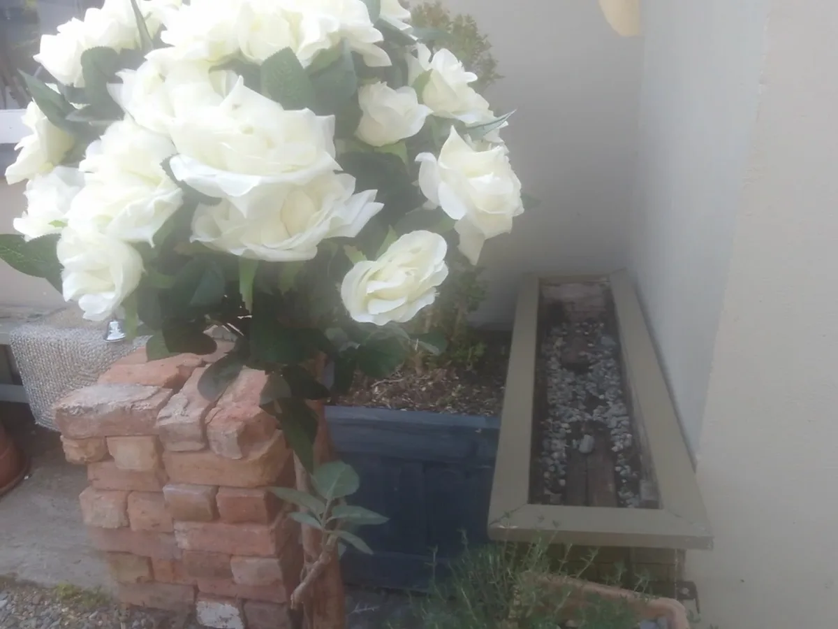 CREAM TOPIARY  ROSE TREES x2 EX DISPLAY REDUCED - Image 3