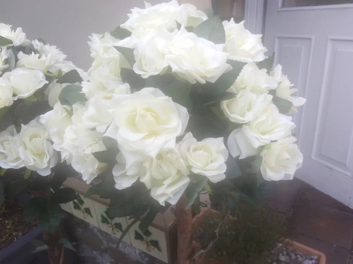 CREAM TOPIARY  ROSE TREES x2 EX DISPLAY REDUCED - Image 1