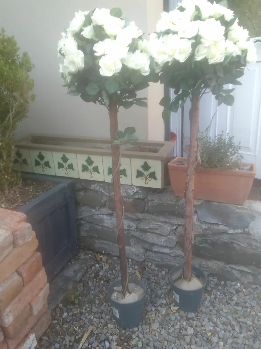 CREAM TOPIARY  ROSE TREES x2 EX DISPLAY REDUCED - Image 4