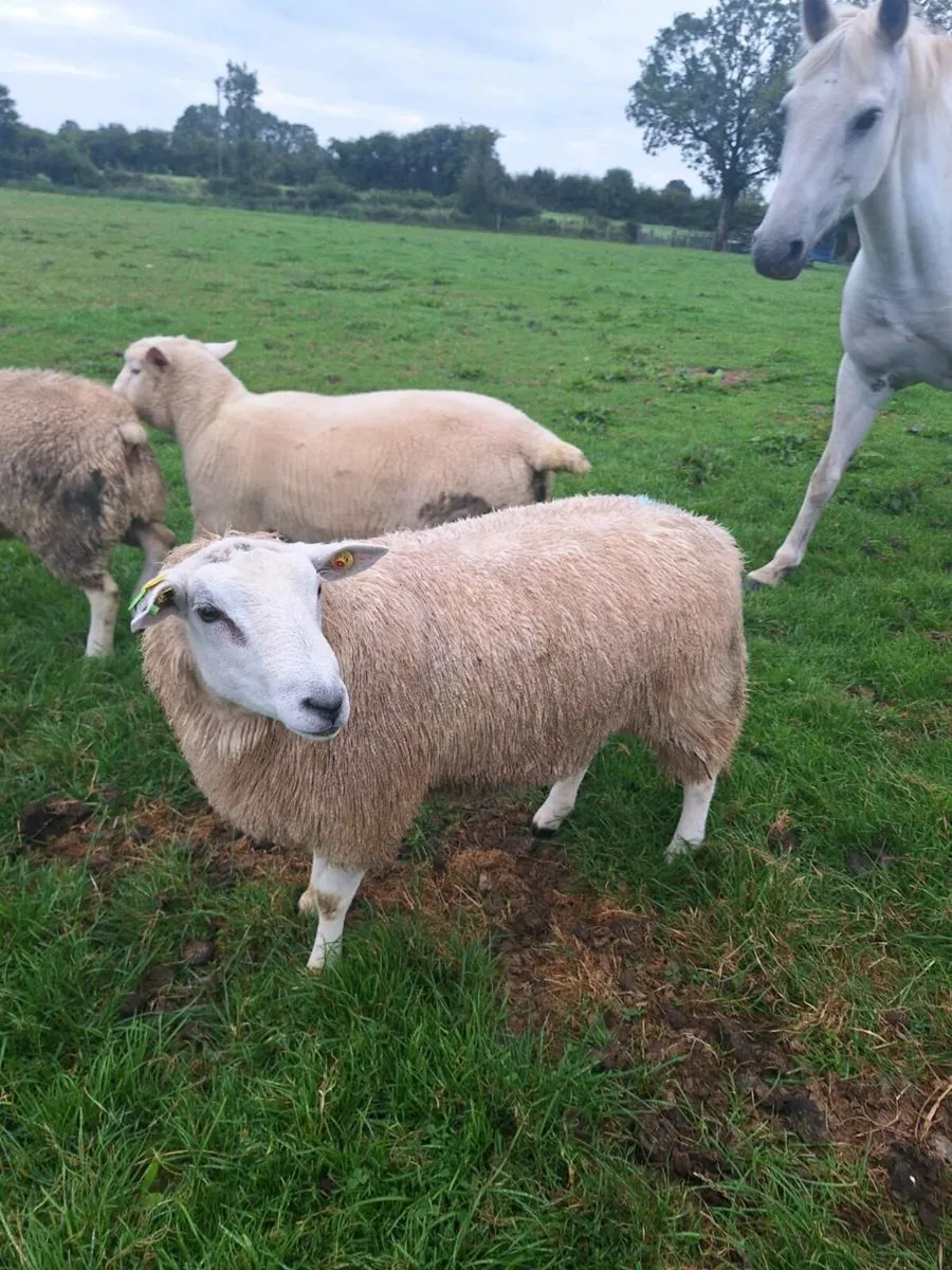 PBR Belclare ram Lambs - Image 2