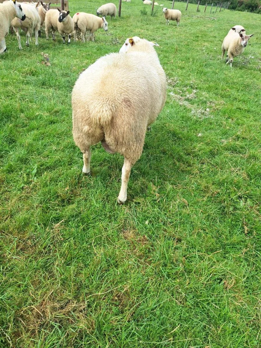 PBR Belclare ram Lambs - Image 4