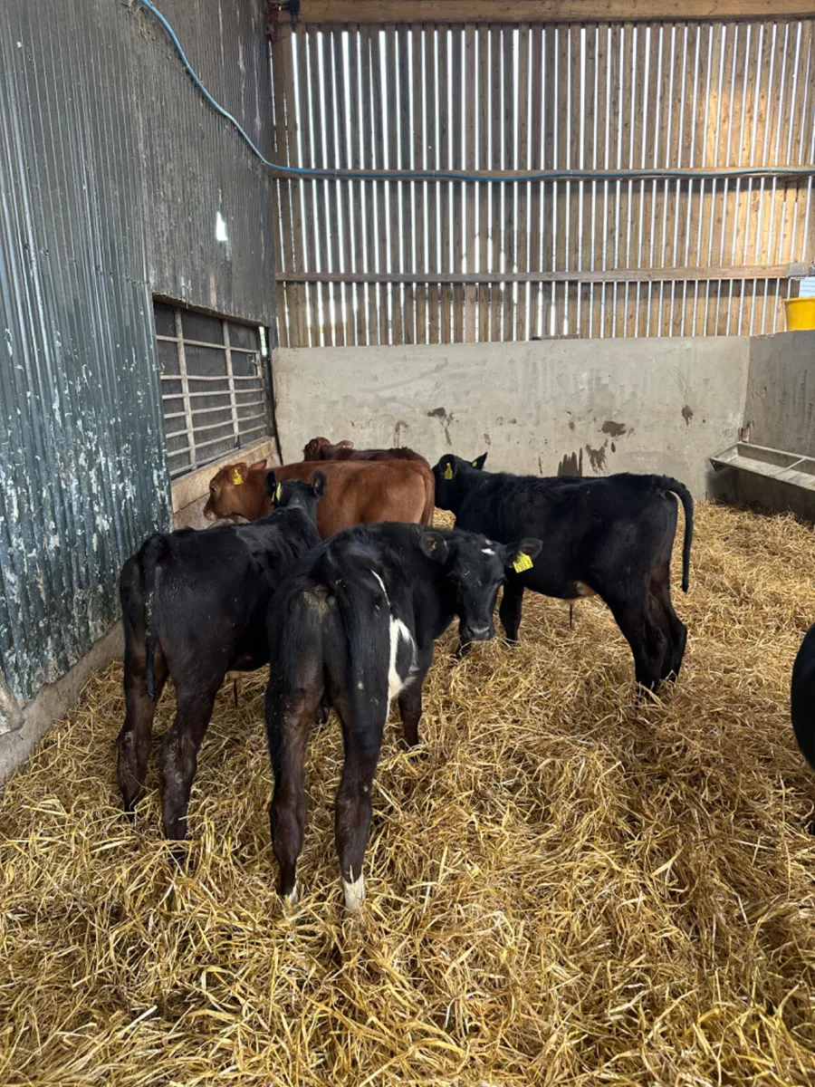 Reared bulls - Image 2