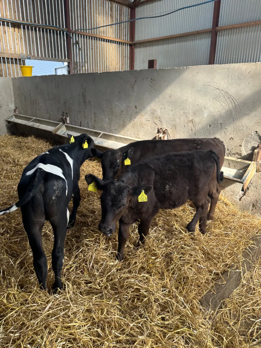 Reared bulls - Image 3