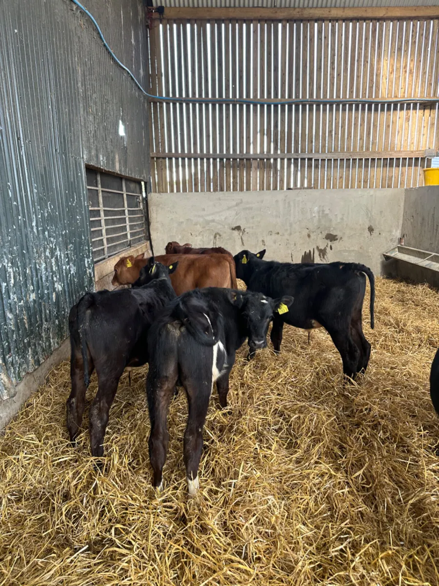 Reared bulls - Image 1