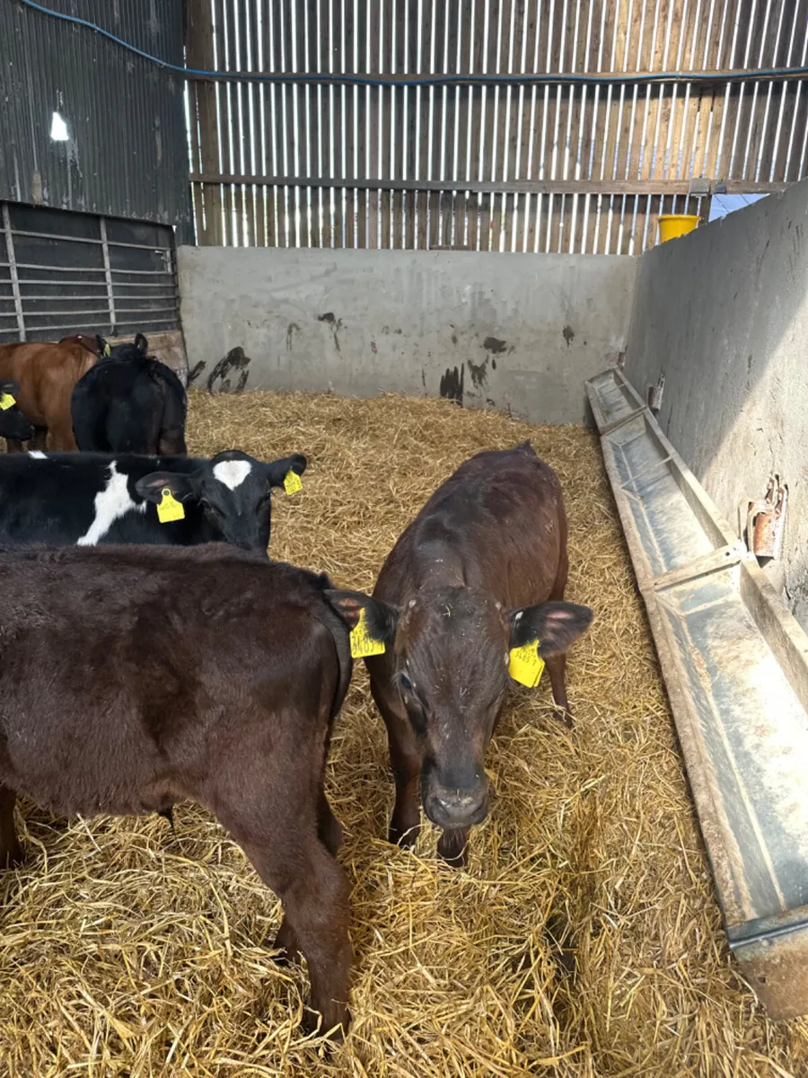 Reared bulls - Image 4