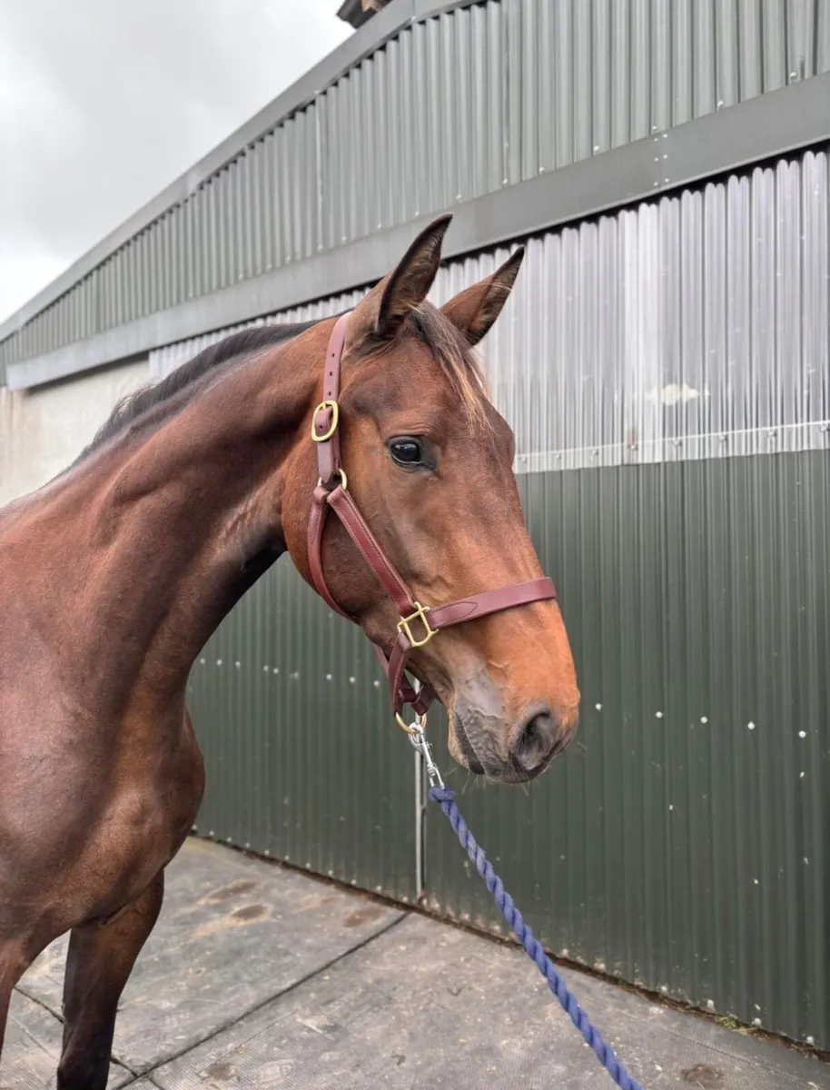 Showjumping or Event Horses - Image 1