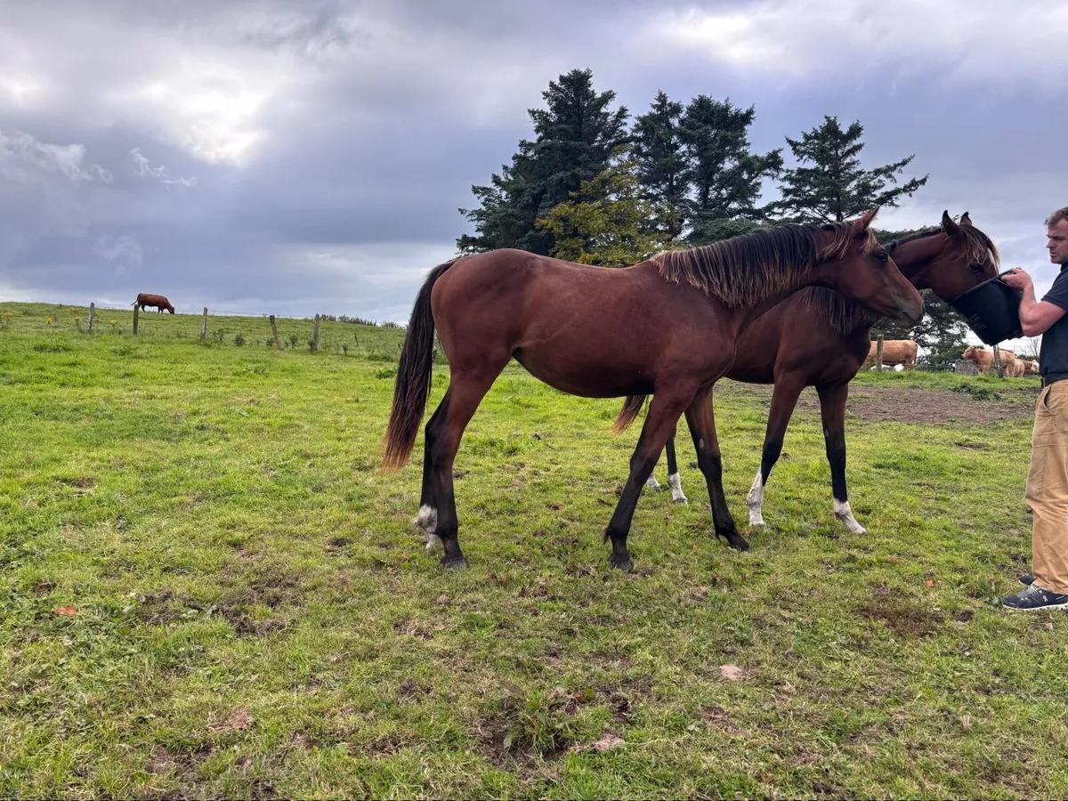 3yo Gelding and 1yo Filly - Image 4