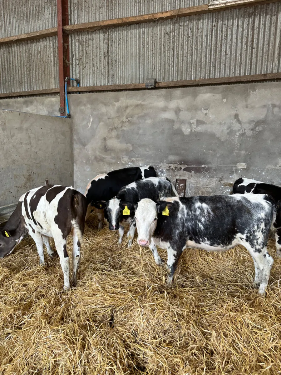 Blue Simmental and Hereford heifers - Image 4
