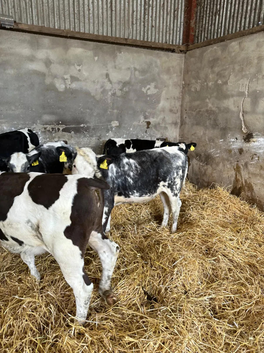 Blue Simmental and Hereford heifers - Image 2