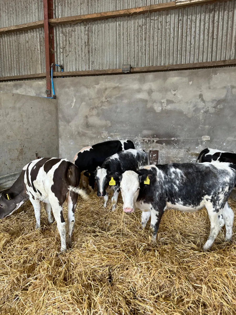 Blue Simmental and Hereford heifers - Image 3
