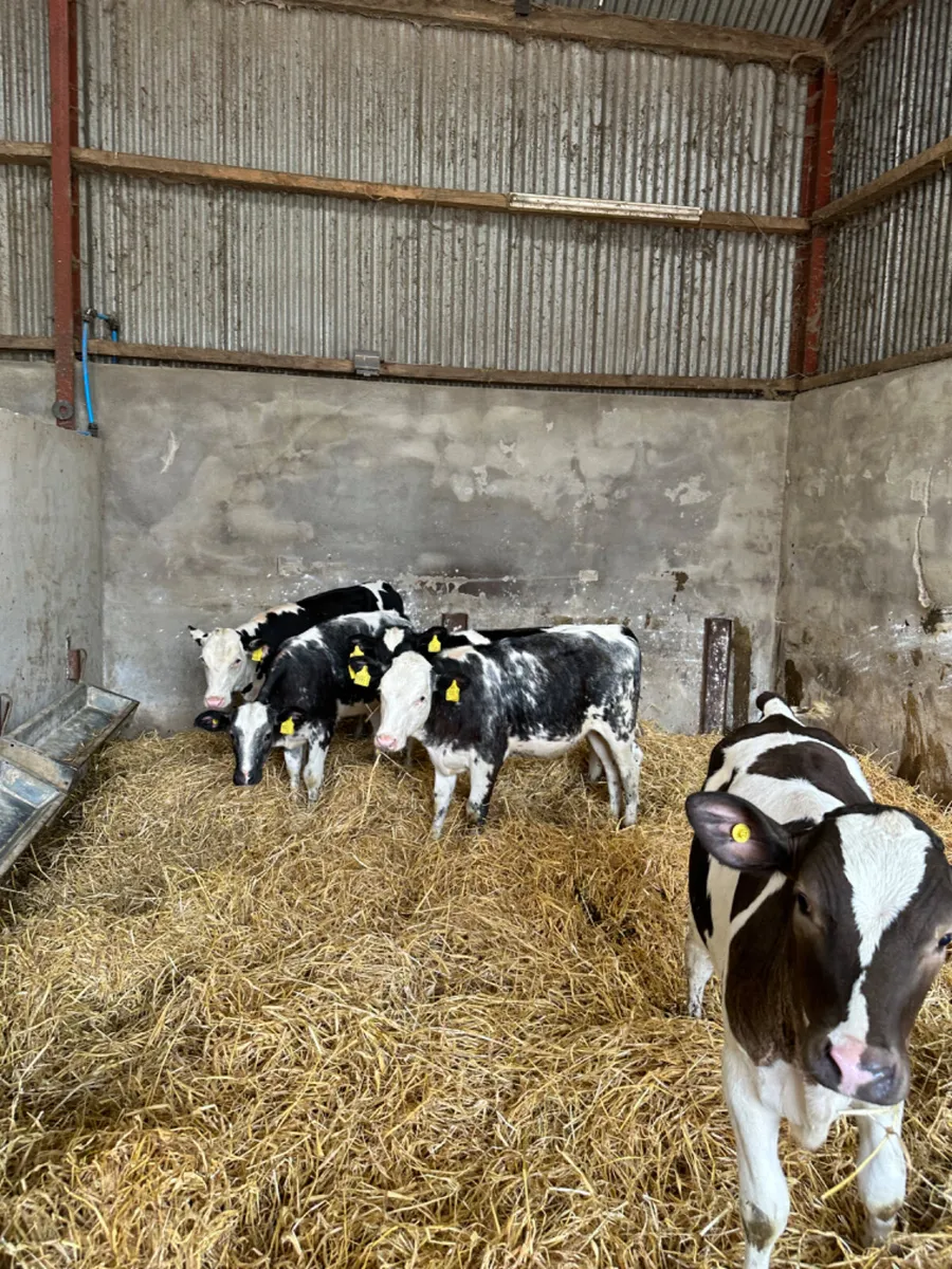 Blue Simmental and Hereford heifers - Image 1