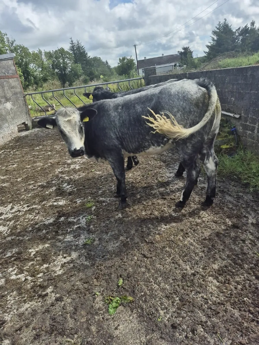 5 Limousin and 1 Belgian Blue Heifers - Image 1